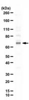 Anti-phospho-SIN1 (Thr398) 
