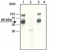 Anti-phospho-YAP1 (pTyr357) antibody produced in rabbit 
