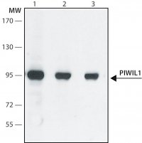 Anti-PIWIL1 antibody produced in rabbit 