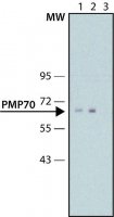 Anti-PMP70 antibody, Mouse monoclonal 