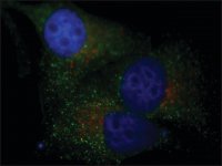 Anti-PMP70Atto 488 antibody produced in rabbit 