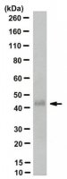 Anti-Podoplanin Antibody, clone PMab-1 