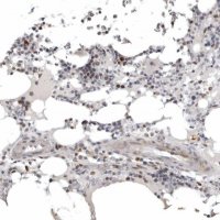 Anti-POLE2 antibody produced in rabbit 
