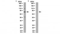 Anti-prelamin A Antibody, clone PL-1C7 
