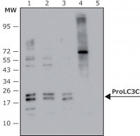 Anti-Pro LC3C antibody, Mouse monoclonal 