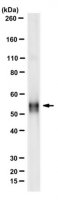 Anti-Properdin Antibody, clone 1G6D2 
