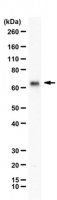 Anti-PTEN mono-ubiquitylated K13 