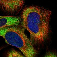Anti-PUM2 antibody produced in rabbit 