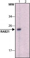 Anti-Rab21 (C-terminal) antibody produced in rabbit 