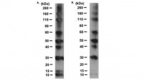 Anti-RAINBOW Antibody, HRP conjugated 