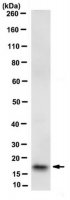 Anti-RAMP1 Antibody, clone 4F8.1 