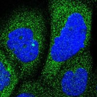 Anti-RAP1GDS1 antibody produced in rabbit 