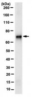 Anti-RecQ1 Antibody, clone 5A12.1 