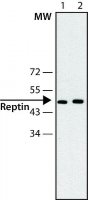 Anti-Reptin antibody, Mouse monoclonal 