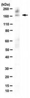 Anti-REST Antibody, clone 12C11 