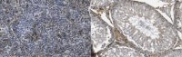 Anti-RGS2 Antibody, clone 9D9.1 