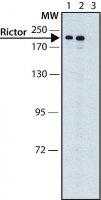 Anti-Rictor antibody produced in rabbit 