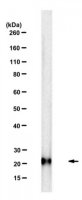 Anti-RKIP Antibody, clone 4A11 