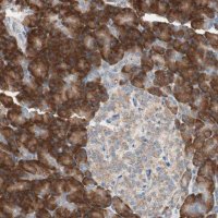 Anti-RPL23 antibody produced in rabbit 