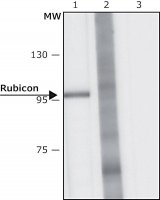 Anti-Rubicon antibody, Mouse monoclonal 