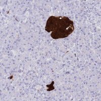 Anti-SCGN antibody produced in rabbit 