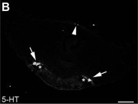 Anti-Serotonin antibody produced in rabbit 