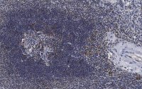Anti-Serpin B9 Antibody, clone 7D8 