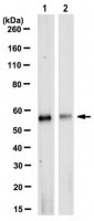 Anti-SHMT Antibody, clone 4D2.1 