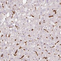 Anti-SIGLEC1 antibody produced in rabbit 