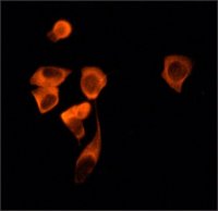 Anti-Sirt2 antibody produced in rabbit 