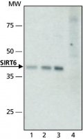 Anti-Sirt6 (N-terminal) antibody produced in rabbit 