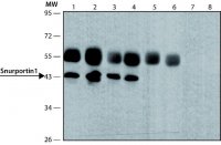 Anti-Snurportin 1 (C-terminal) antibody produced in rabbit 