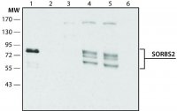 Anti-SORBS2 (C-terminal) antibody produced in rabbit 