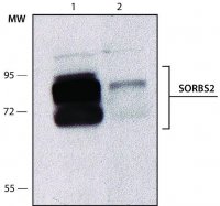 Anti-SORBS2 antibody, Mouse monoclonal 