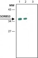 Anti-SORBS3 antibody ,Mouse monoclonal 