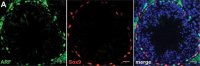 Anti-Sox9 Antibody 