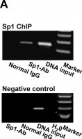 Anti-Sp1 Antibody 