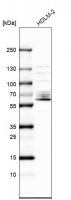 Anti-SPATA13 antibody produced in rabbit 