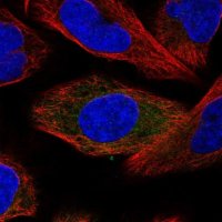 Anti-SRP68 antibody produced in rabbit 