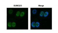 Anti-SUMO-2/3 Antibody, clone 8A2 