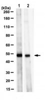 Anti-TC PTPase (PTPN2) Antibody, clone 9E9.1 