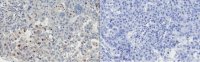 Anti-TIMP-4 Antibody, clone 9:4-7 