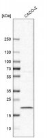 Anti-TMEM199 antibody produced in rabbit 