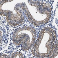 Anti-TRAF6 antibody produced in rabbit 