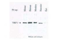 Anti-TRF1 Antibody, clone BED5 57-6 