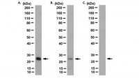 Anti-Ubiquitinated Histone H2B (Lys123) Antibody, clone 1B3F12/A9 