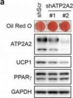 Anti-UCP-1 antibody produced in rabbit 