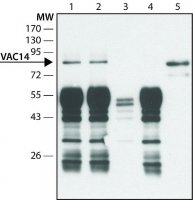 Anti-VAC14 antibody produced in rabbit 