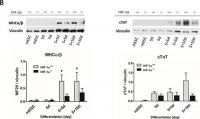 Anti-Vinculin antibody, Mouse monoclonal 