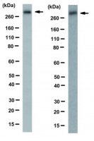 Anti-von Willebrand factor (vWF) Antibody, clone IIIE2.34 